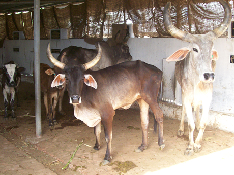 Animals at Panjarapole